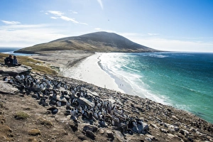 Flightless Bird Gallery: Southern rock hopper penguin colony (Eudyptes chrysocome) with the Neck isthmus in the background