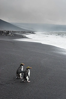 Flightless Bird Gallery: Southern rockhopper penguin group (Eudyptes chrysocome), Saunders Island, South Sandwich Islands