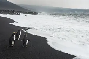 Southern rockhopper penguin group (Eudyptes chrysocome), Saunders Island, South Sandwich Islands