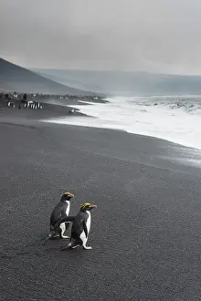 Black Sand Prints: Southern rockhopper penguin group (Eudyptes chrysocome)