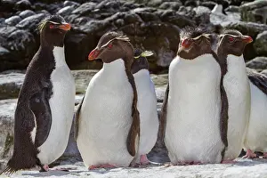 Ecosystems Prints: Southern rockhopper penguins gather at breeding