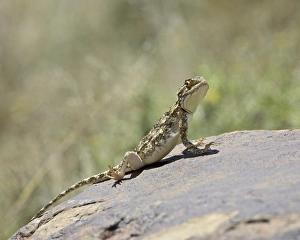 Images Dated 10th November 2006: Southern spiny agama (Agama hispida), Mountain Zebra National Park, South Africa, Africa