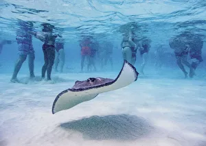 Southern stingray (Hypanus americanus), Stingray City, Grand Cayman, Cayman Islands