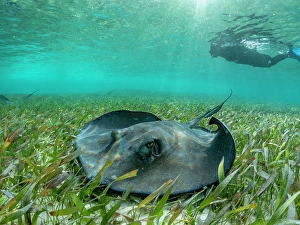 Observe Prints: Southern stingray (Hypanus americanus)