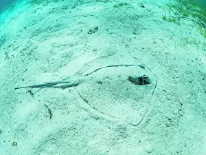 Caye Prints: Southern stingray (Hypanus americanus) buried in shark and ray alley