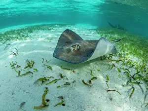 Gentle Prints: Southern stingray (Hypanus americanus) over sand in shark and ray alley