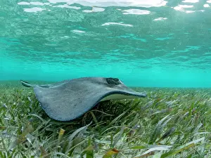 Fins Prints: Southern stingray (Hypanus americanus) over sand in shark and ray alley
