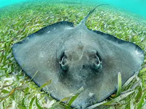 Anatomy Prints: Southern stingray (Hypanus americanus) over sand in shark and ray alley