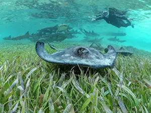 Awareness Prints: Southern stingray (Hypanus americanus) with snorkeler in shark and ray alley