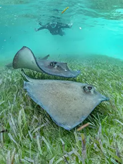 Awareness Prints: Southern stingray (Hypanus americanus) with snorkeler in shark and ray alley