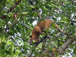 Loss Prints: Southern tamandua climbs tree in rainforest by the Maraon River in Peru near Loreto region