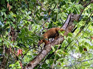 Indigenous Prints: Southern tamandua forages in tree branches in the Amazon rainforest of Peru