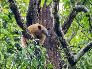 Nocturnal Prints: Southern tamandua rests in tree while exploring the forest canopy in Peru along Maraon River in Loreto region