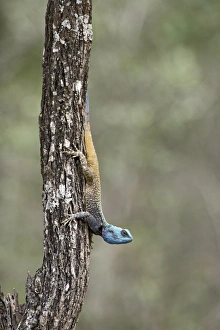 Southern Tree Agama (Acanthocerus atricollis)