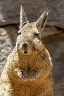 Bolivia Prints: Southern viscacha (Lagidium viscacia), a rabbit-like rodent found in mountainous habitat