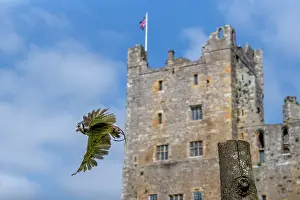 Feathered Prints: Southern White Faced Owl (Ptilopsis grandti) flying in front of Bolton Castle