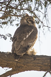 Tree Branch Prints: Southern white-faced owl (Ptilopsis granti), Kalahari Transfrontier Park, South Africa