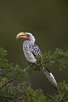 Southern yellow-billed hornbill (Tockus leucomelas), Kruger National Park, South Africa