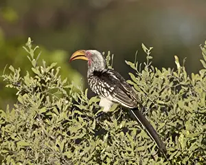 Southern yellow-billed hornbill (Tockus leucomelas), Kruger National Park