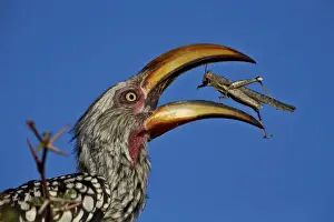 Southern yellow-billed hornbill (Tockus leucomelas) flipping a grasshopper, Kgalagadi