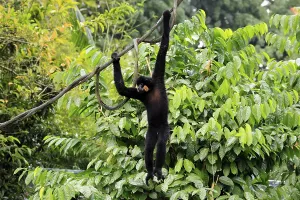 Males Prints: Southern yellow-cheeked gibbon (Nomascus gabriellae)