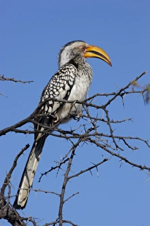 Southern yellow hornbill (Tockus leucomelas), Madikwe Game Reserve, Madikwe