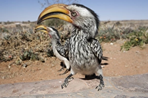 Images Dated 19th January 2000: Southern yellowbilled hornbill (Tockus leucomelas)