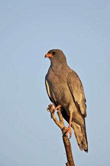 Ornithological Prints: Southernpale chanting goshawk (Melierax canorus)