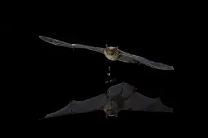 National Forest Prints: Southwestern Myotis (Myotis auriculus) in flight after taking a drink