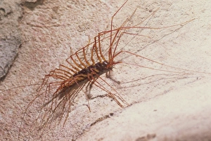 Borneo Prints: Soutigeromorph centipedes hunt cave crickets, Deer Cave, Mulu National Park