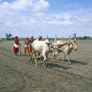 Bullock Prints: Sowing cotton