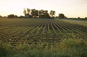 Travel Destiantions Prints: Soy bean field