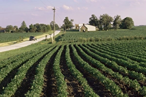 Beans Prints: Soybean fields