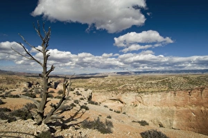 Dead Tree Prints: SP021994