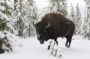 Buffalo Prints: SP022289