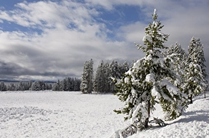 Yellowstone Prints: SP022299