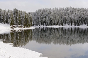 Yellowstone Prints: SP022316