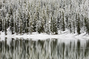 Yellowstone Prints: SP022321