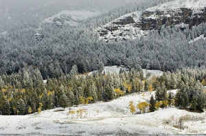 Yellowstone Prints: SP022461