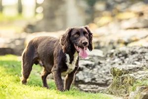 Canine Prints: Spaniel panting in the afternoon sunlight, United Kingdom, Europe