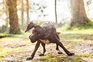 Canine Prints: Spaniel shaking off water in the afternoon sunlight, United Kingdom, Europe