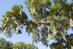 Mosses Prints: Spanish Moss in tree