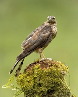 Lush Prints: Sparrowhawk on moss covered tree, Scotland, United Kingdom, Europe
