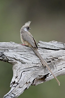 Images Dated 11th October 2007: Speckled mousebird (Colius striatus), Masai Mara National Reserve, Kenya