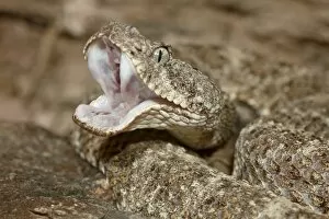 Images Dated 24th November 2009: Speckled rattlesnake (Crotalus mitchellii) in captivity, Arizona Sonora Desert Museum