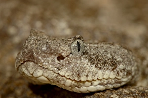 Images Dated 25th November 2009: Speckled rattlesnake (Crotalus mitchellii) in captivity, Arizona Sonora Desert Museum