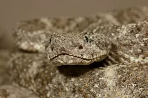 Images Dated 23rd November 2009: Speckled rattlesnake (Crotalus mitchellii) in captivity, Arizona Sonora Desert Museum