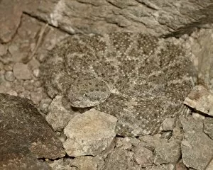 Images Dated 25th November 2009: Speckled rattlesnake (Crotalus mitchellii) in captivity, Arizona Sonora Desert Museum