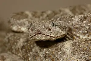 Snake Prints: Speckled rattlesnake (Crotalus mitchellii) in captivity, Arizona Sonora Desert Museum