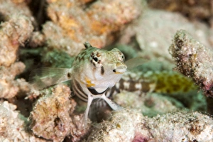 Images Dated 26th May 2008: Speckled sandperch (Parapercis hexophthalma), Sulawesi, Indonesia, Southeast Asia, Asia